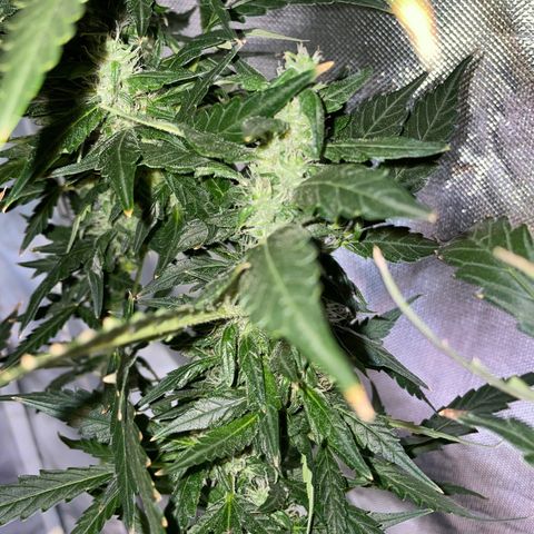 Mohan Poison #1 growlog timeline photo