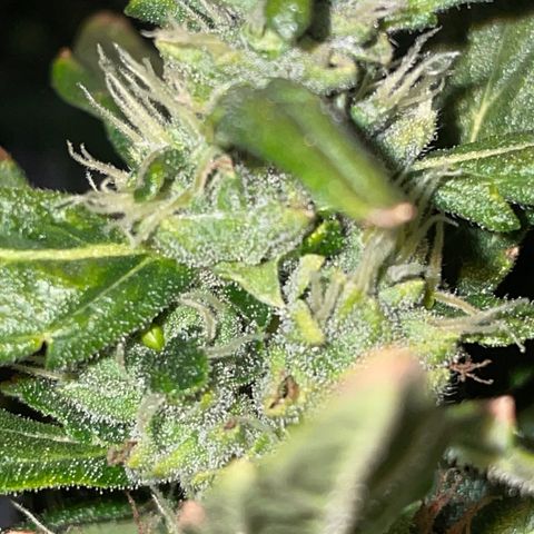 Mohan Poison #1 growlog timeline photo
