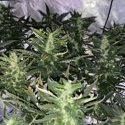 Mohan Poison #1 growlog timeline photo