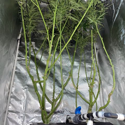 Mohan Poison #1 growlog timeline photo
