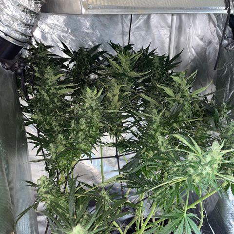 Mohan Poison #1 growlog timeline photo