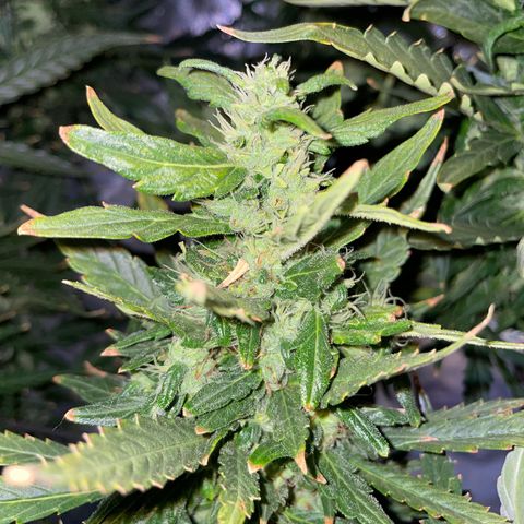 Mohan Poison #1 growlog timeline photo