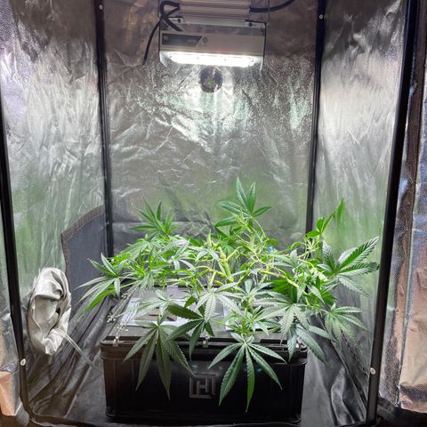 Auto Citrus Skunk growlog timeline photo