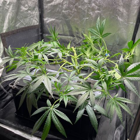 Auto Citrus Skunk growlog timeline photo