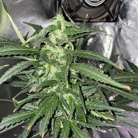Mohan Poison #1 growlog timeline photo