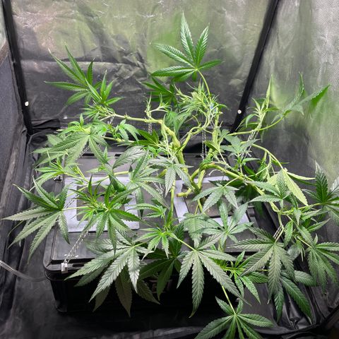 Auto Citrus Skunk growlog timeline photo