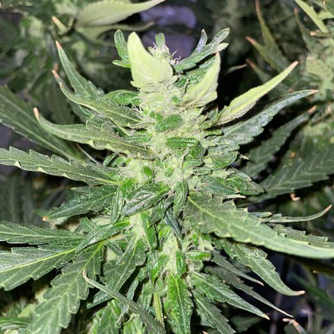Mohan Poison #1 growlog timeline photo