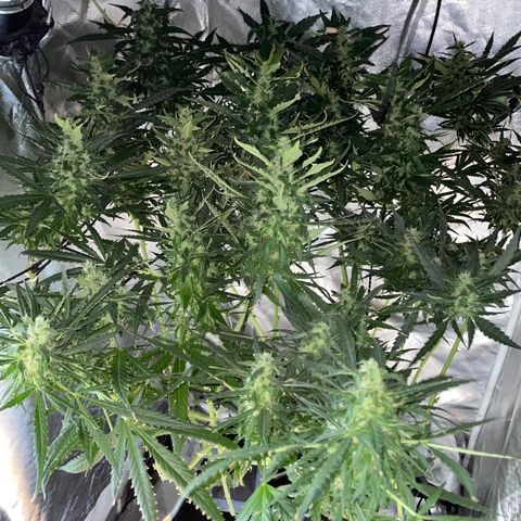 Mohan Poison #1 growlog timeline photo