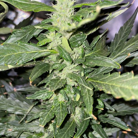 Mohan Poison #1 growlog timeline photo