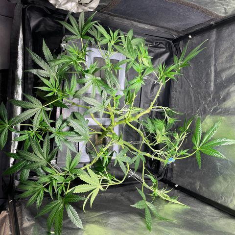 Auto Citrus Skunk growlog timeline photo
