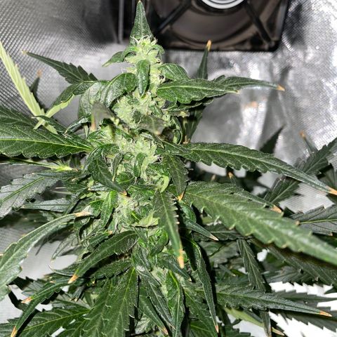 Mohan Poison #1 growlog timeline photo
