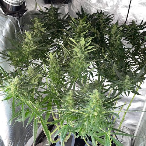 Mohan Poison #1 growlog timeline photo