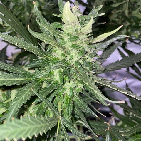 Mohan Poison #1 growlog timeline photo
