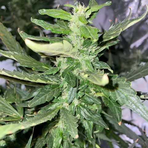 Mohan Poison #1 growlog timeline photo
