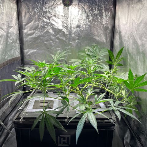 Auto Citrus Skunk growlog timeline photo
