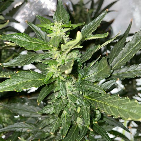 Mohan Poison #1 growlog timeline photo