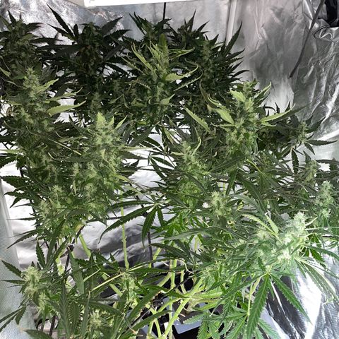 Mohan Poison #1 growlog timeline photo
