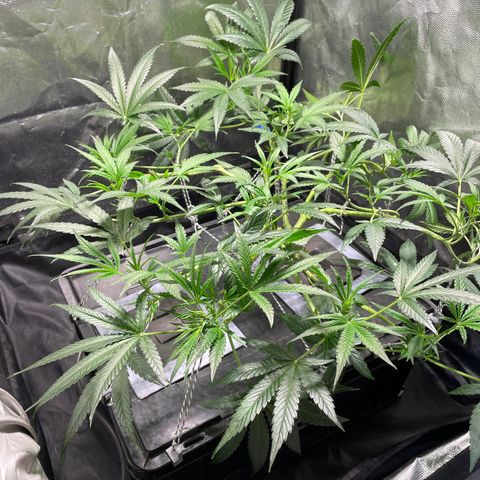 Auto Citrus Skunk growlog timeline photo