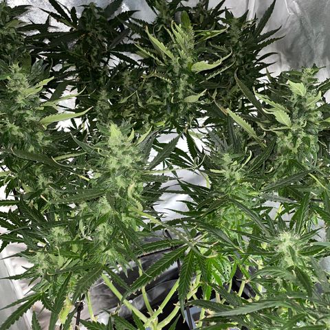 Mohan Poison #1 growlog timeline photo