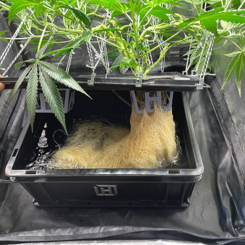 Auto Citrus Skunk growlog timeline photo
