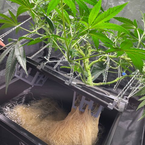 Auto Citrus Skunk growlog timeline photo