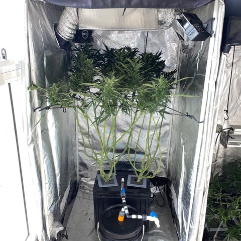 Mohan Poison #1 growlog timeline photo