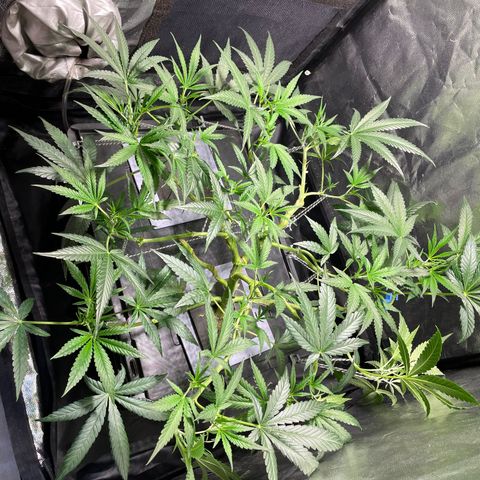 Auto Citrus Skunk growlog timeline photo