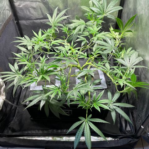 Auto Citrus Skunk growlog timeline photo