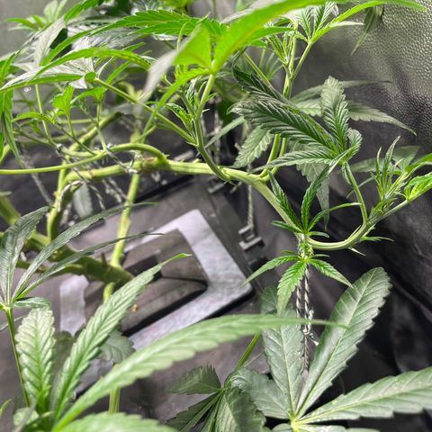 Auto Citrus Skunk growlog timeline photo