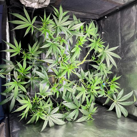 Auto Citrus Skunk growlog timeline photo