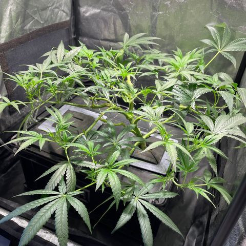 Auto Citrus Skunk growlog timeline photo