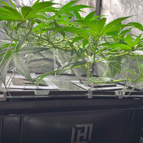 Auto Citrus Skunk growlog timeline photo