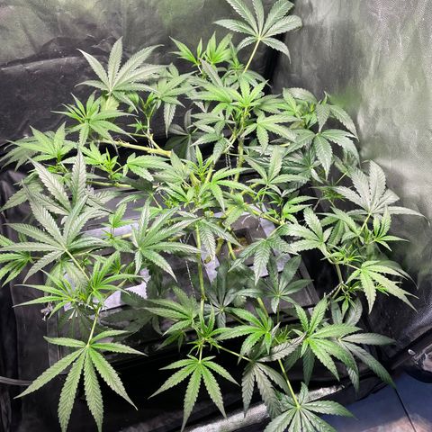 Auto Citrus Skunk growlog timeline photo