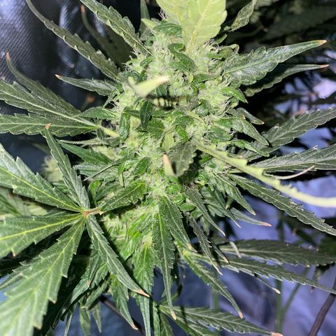 Mohan Poison #1 growlog timeline photo