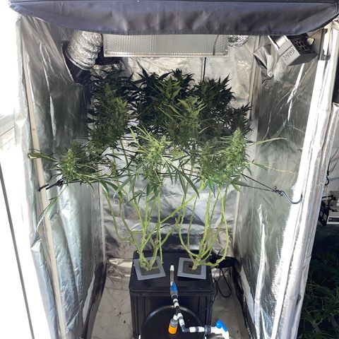 Mohan Poison #1 growlog timeline photo