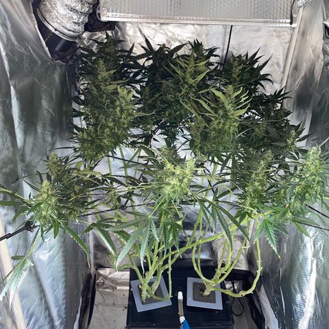 Mohan Poison #1 growlog timeline photo
