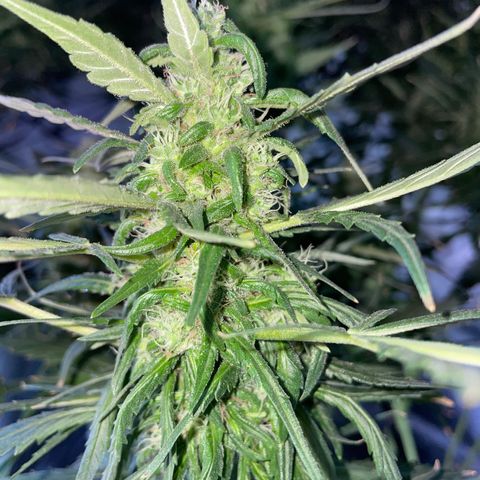 Mohan Poison #1 growlog timeline photo