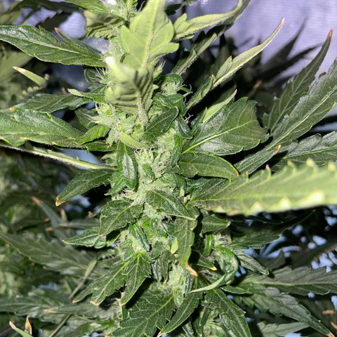 Mohan Poison #1 growlog timeline photo