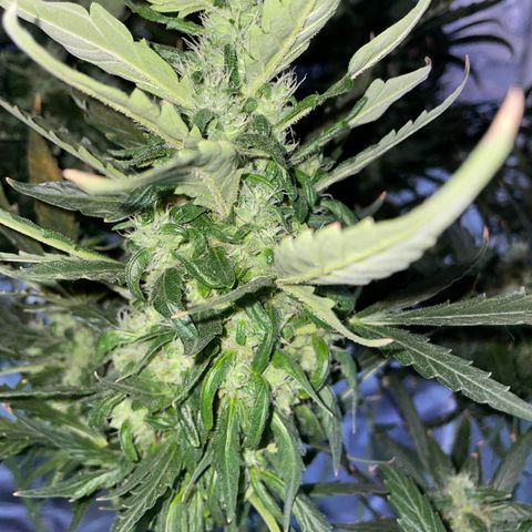 Mohan Poison #1 growlog timeline photo