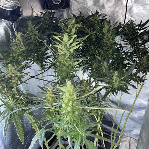Mohan Poison #1 growlog timeline photo