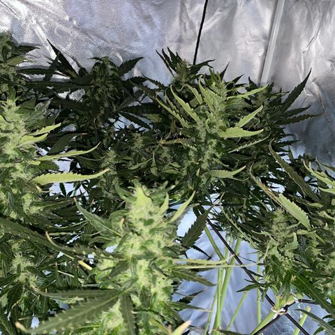 Mohan Poison #1 growlog timeline photo