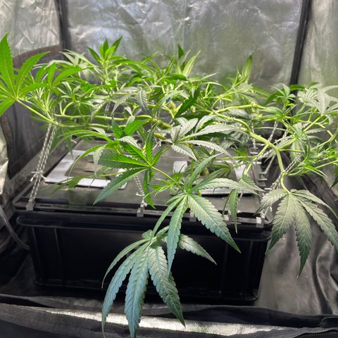 Auto Citrus Skunk growlog timeline photo