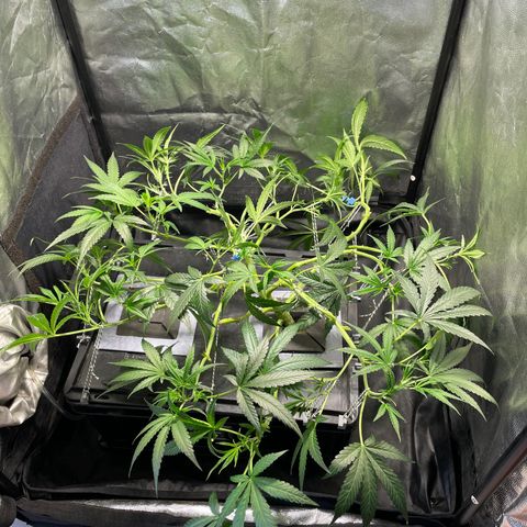Auto Citrus Skunk growlog timeline photo