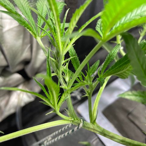 Auto Citrus Skunk growlog timeline photo