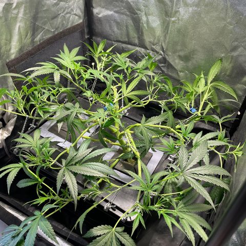 Auto Citrus Skunk growlog timeline photo