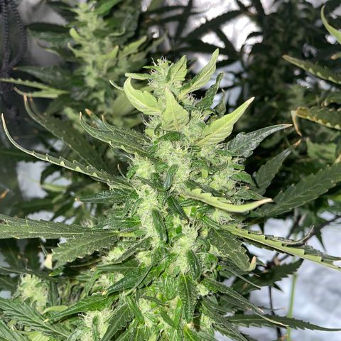 Mohan Poison #1 growlog timeline photo