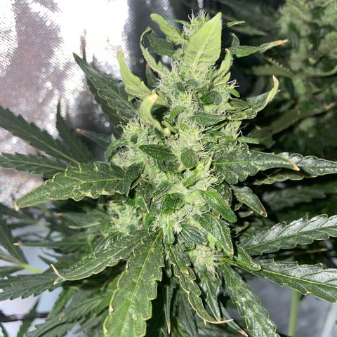 Mohan Poison #1 growlog timeline photo