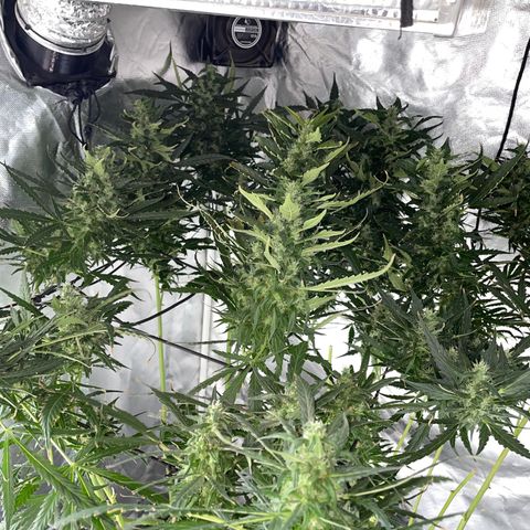 Mohan Poison #1 growlog timeline photo