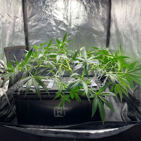 Auto Citrus Skunk growlog timeline photo