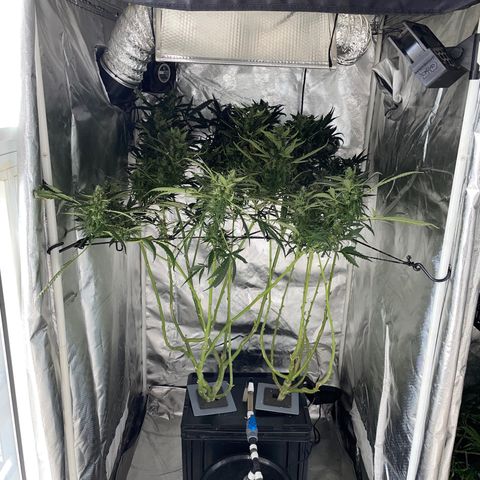 Mohan Poison #1 growlog timeline photo